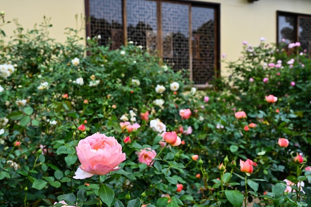 Rosen im Garten gepflanzt