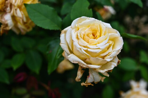 Rosen im Garten gepflanzt