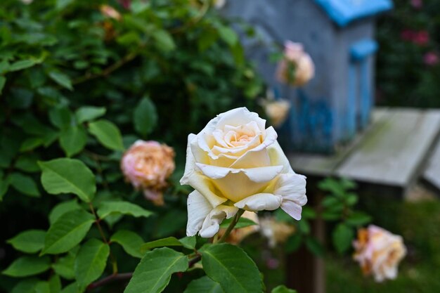 Rosen im Garten gepflanzt