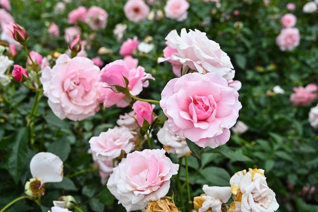 Rosen im Garten gepflanzt