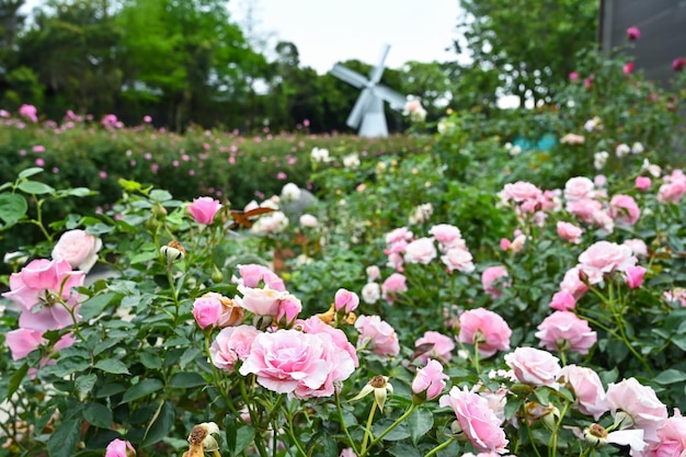 Rosen im Garten gepflanzt