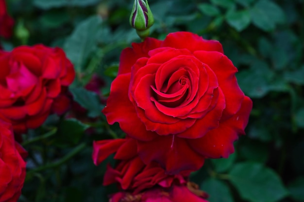 Rosen im Garten gepflanzt