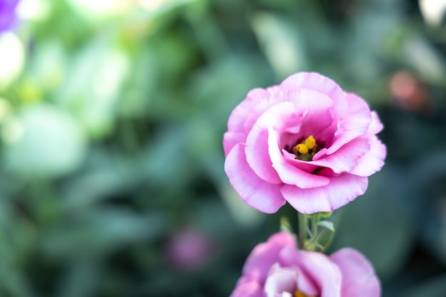 Rosen im Garten, Rosen sind wunderschön mit einem schönen sonnigen Tag.