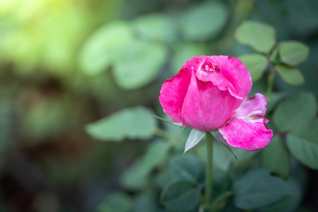 Rosen im Garten, schöner sonniger Tag.