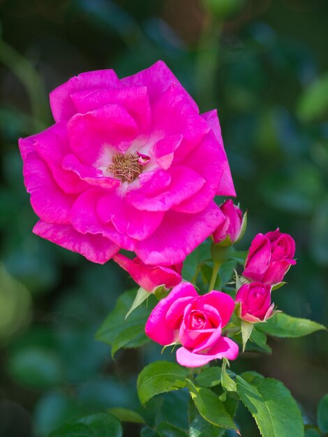 Foto rosen im garten