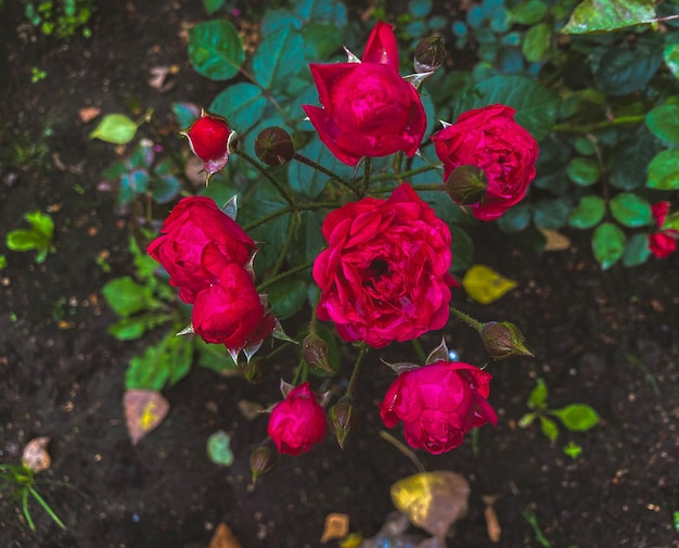 Rosen im Garten