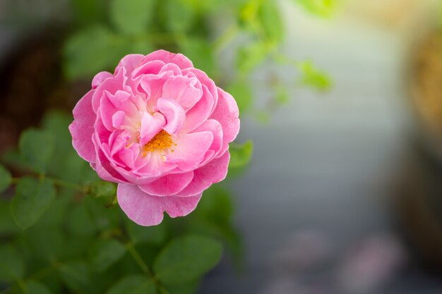 Rosen im Garten