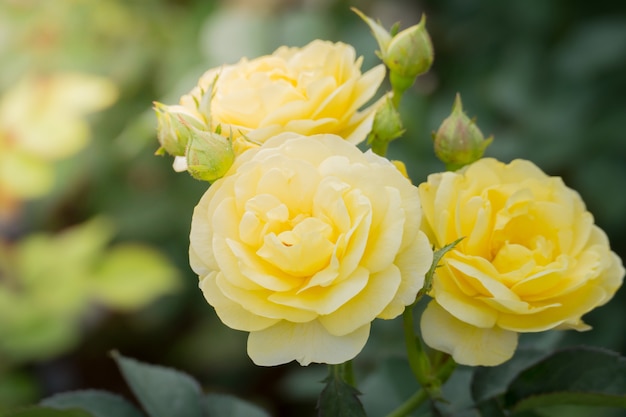 Rosen im Garten