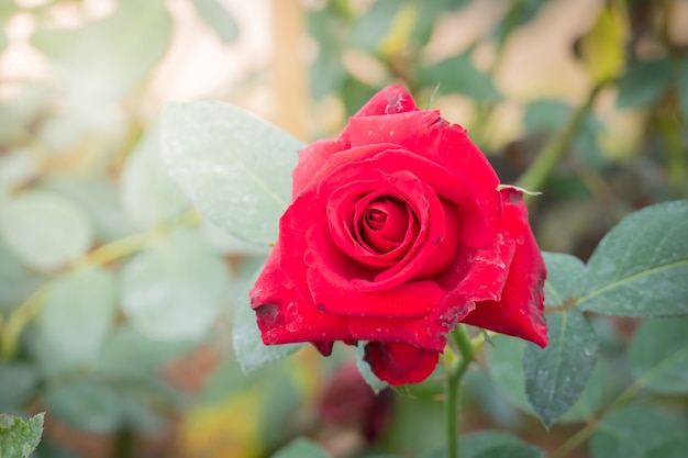 Rosen im Garten