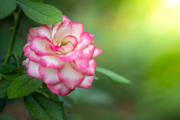 Rosen im Garten