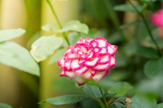 Rosen im Garten