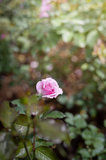 Rosen im Garten