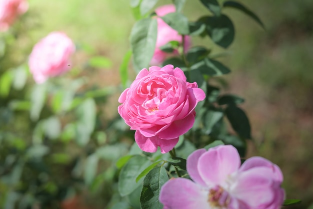 Rosen im Garten