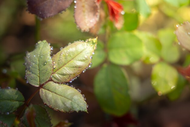 Rosen im Garten