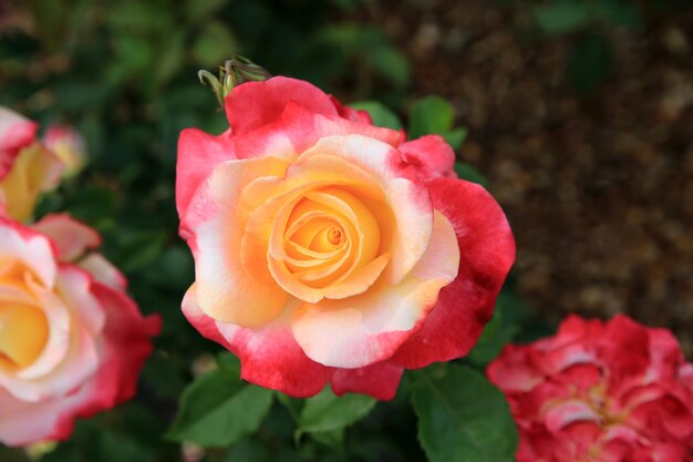 Rosen im Stadtgarten