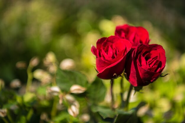 Rosen in Natur. Hintergrund des Valentinstag Konzeptes und des Liebeskonzeptes.