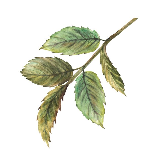 Rosen lief Hagebutte Briar Brier oder Heckenrose grüne Blätter Zweig handgezeichnete Aquarell-Illustration