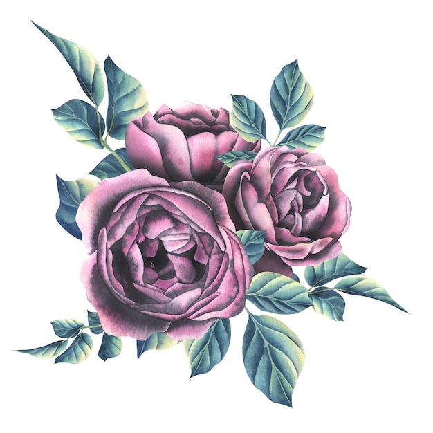 Rosen mit Burgunder-Blättern auf weißem Hintergrund Aquarell-Illustration Komposition für Einladungszertifikate Urlaubsdruck Eine Komposition aus der Sammlung von HOCHZEITSBLUMEN