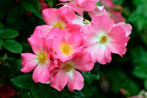 Rosen Rose Rosa Linderhof