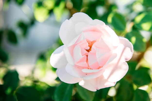 Rosen wachsen im Sommergarten.