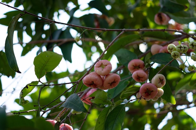 Rosenapfel am Baum im Garten