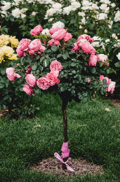 Rosenbaum mit rosa Rosen in einem Rosengarten