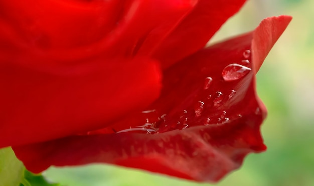 Rosenblätter nach Regen Nahaufnahme Nahaufnahme einer roten Rosenblüte mit Tautropfen Wasser auf Rosenblättern