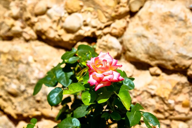 Rosenblüte auf einem Busch auf einem Hintergrund aus Steinen