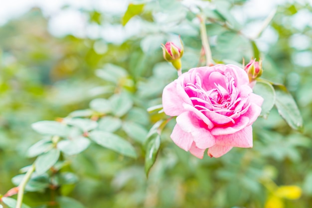 Rosenblüte im Garten