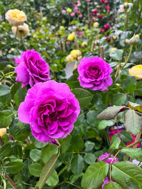 Rosenblüte im Garten