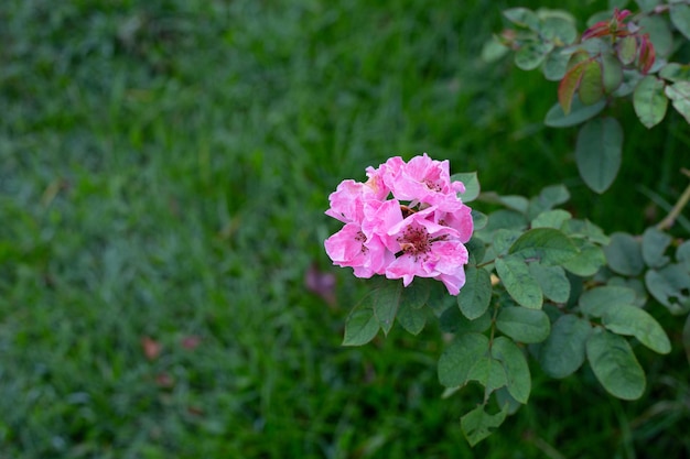 Rosenblüte im Garten