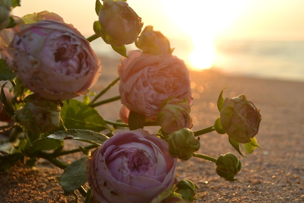 Rosenblüten liegen im Sand des Strandes der Meeresküste bei Sonnenuntergang, Nahaufnahme, blühend