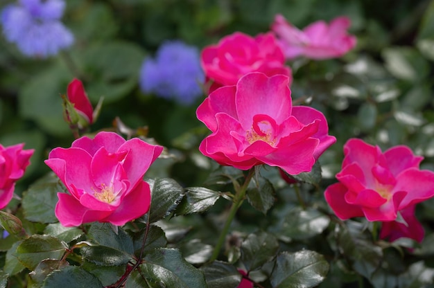 Rosenblüten sind schön im Garten Rosa und Lila Weichzeichner