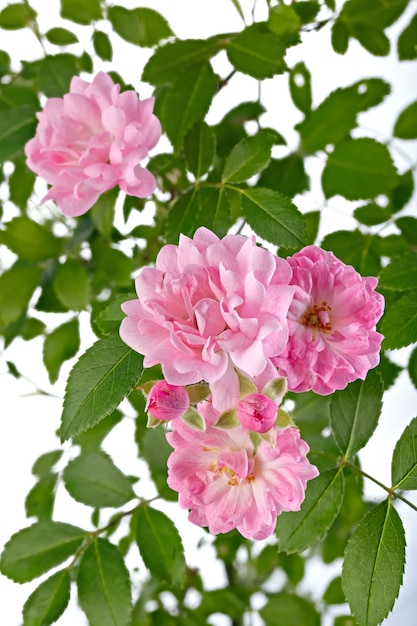 Rosenblüten, Zierpflanzen im Garten.