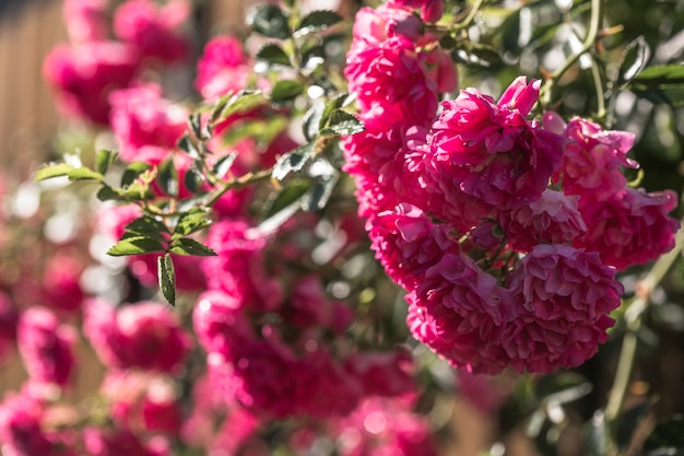 Rosenblume, die auf hölzernem Hintergrund im Rosengarten blüht. Natur.