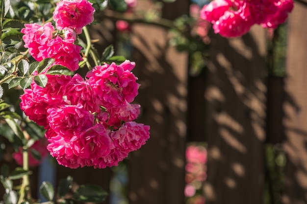 Rosenblume, die auf hölzernem Hintergrund im Rosengarten blüht. Natur.