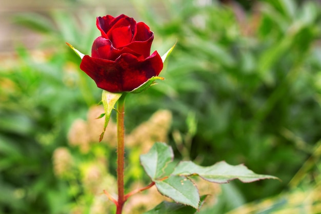 Rosenblume, die im Rosengarten blüht
