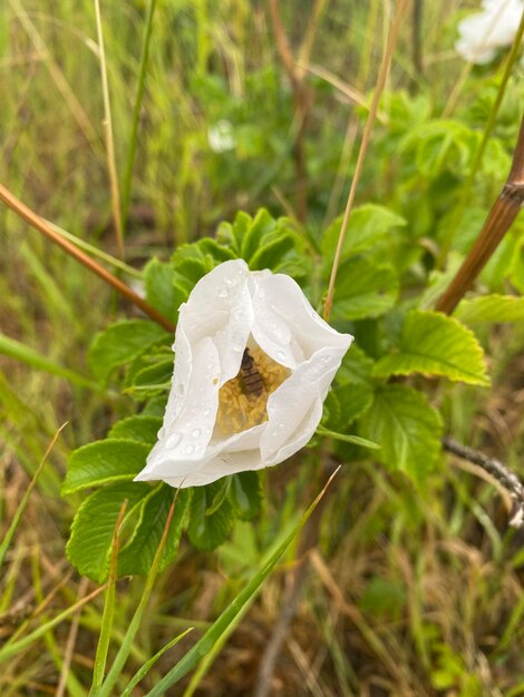 Rosenblumen-Pistil mit einer Fliege, die die Essenz davon frisst