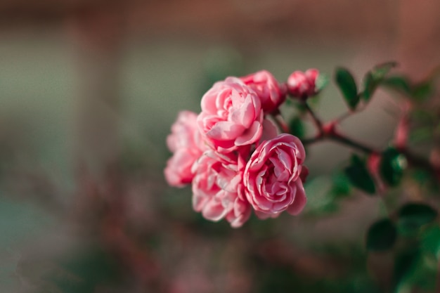 Rosenbusch auf grünem Hintergrund. Naturrosen im Garten, Rosen zum Valentinstag