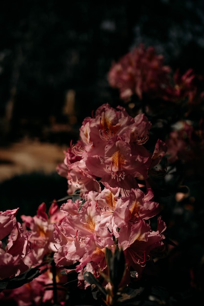 Rosenbusch blüht im Garten Sonniger Tag der hellen Farben