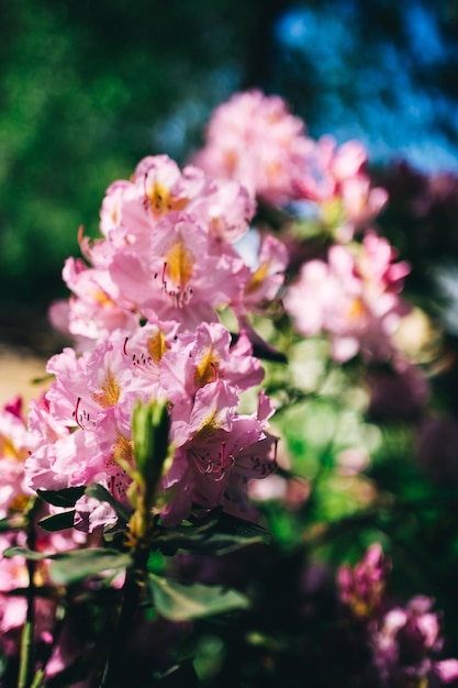 Rosenbusch blüht im Garten Sonniger Tag der hellen Farben