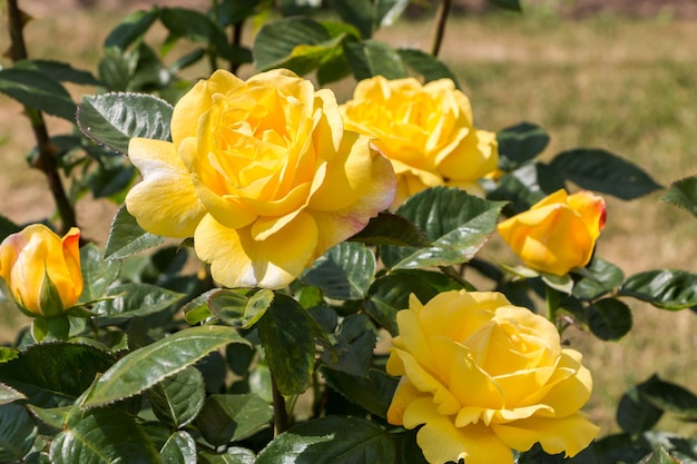 Rosenbusch gelbe frische schöne Rosen an einem Sommertag im Botanischen Garten