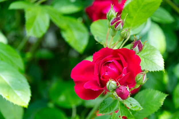 Rosenbusch in der Blüte am natürlichen Garten im Freien.