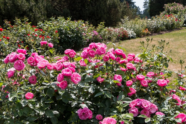 Rosenbusch rosa frische schöne Buschrosen an einem Sommertag im botanischen Garten