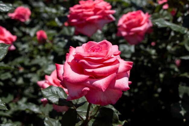 Rosengarten mit schönen frischen Rosen
