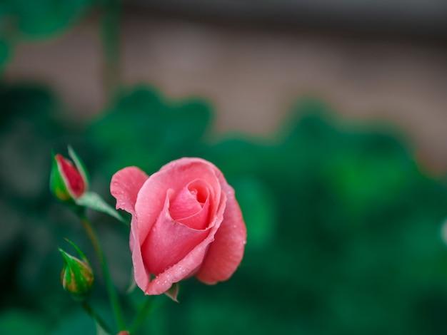 Rosenhintergründe für Valentinstag