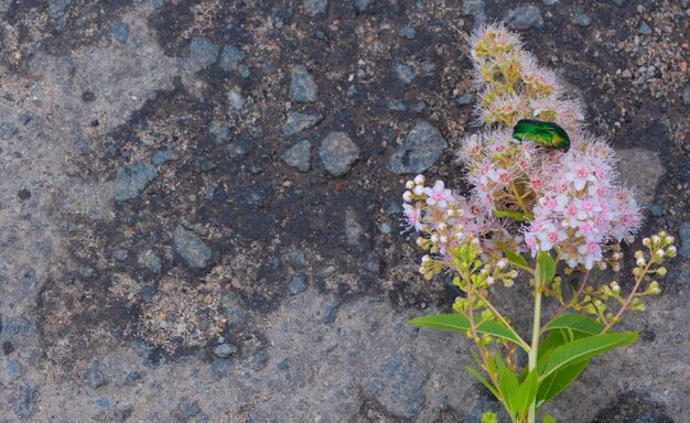 Rosenkäfer Cetonia aurata auf Blüten von Spirea bumalda