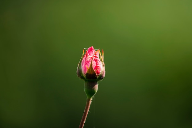 Rosenknospe auf dem Gebiet