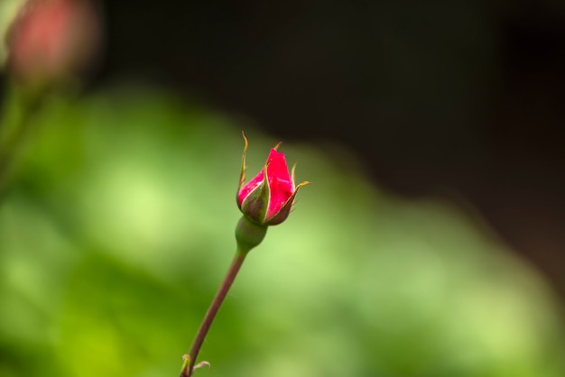 Rosenknospe auf dem Gebiet