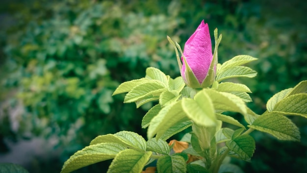 Rosenknospe auf dem Hintergrund des Frühlingsgartens